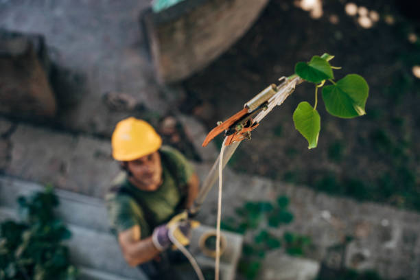 Trusted Sheldon, TX Tree Services Experts